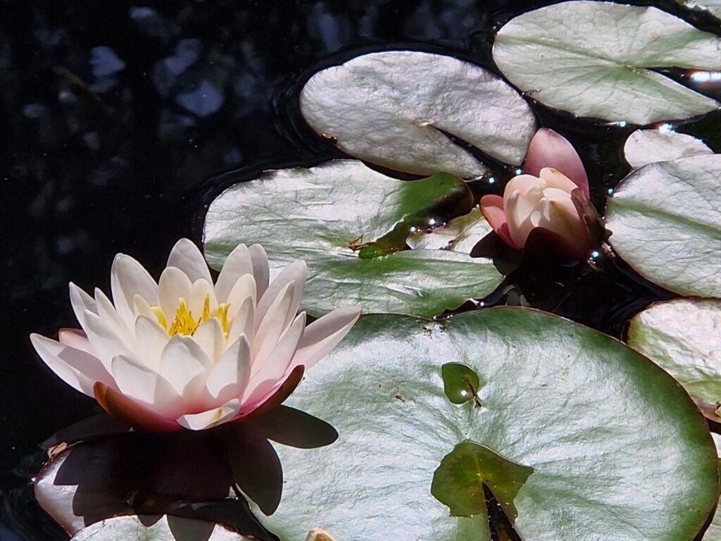 Botanical Garden, Cagliari
© Carmen Leccardi